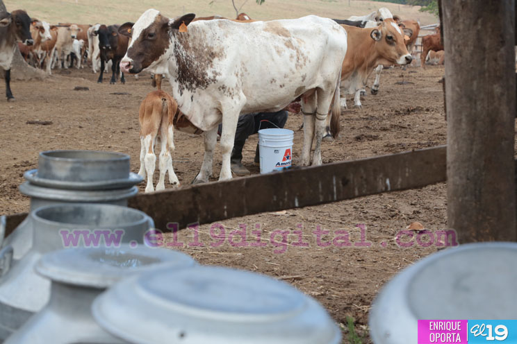 Ganaderos del Sur de nuestro país crean mecanismos para enfrentar la sequía